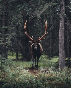 Deer standing in a forest