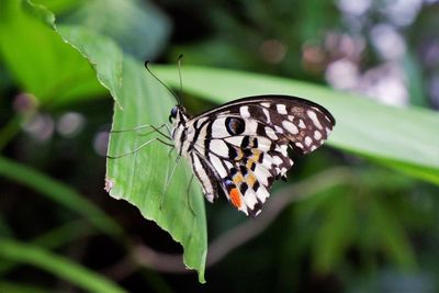 Butterfly on leaf
