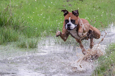 Dog running on wet grass