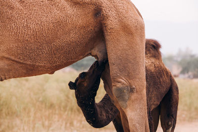 Calf drinking milk from camel