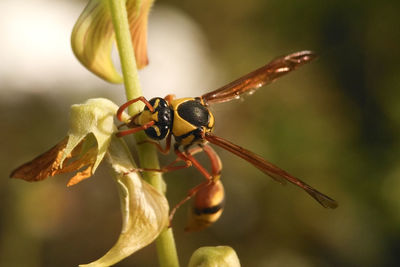 Close-up of insect on plant