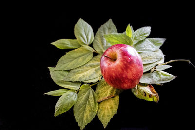 Close-up of apple on plant against black background