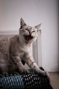 Cat sitting on sofa at home