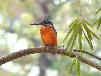 Close-up of bird perching on branch