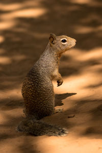 Close-up of squirrel on rock