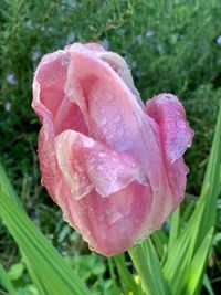 Close-up of wet pink rose flower