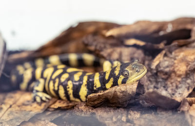 Close-up of lizard on rock