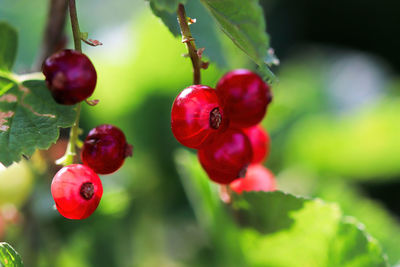 Side view of red currants on a shrub