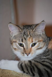 Close-up portrait of cat at home