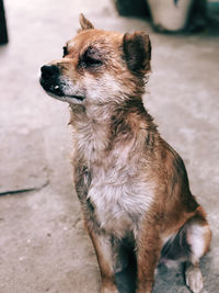 Close-up of dog looking away