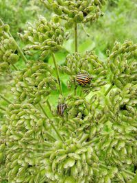 Close-up of insect on plant