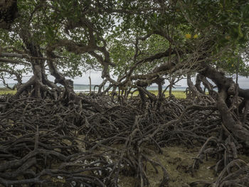 Trees growing in forest