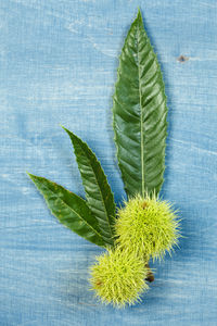 Directly above shot of nuts and leaves on table