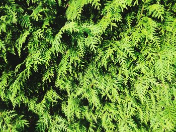 Full frame shot of green leaves