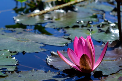 Close-up of water lily in lake