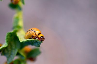 Close-up of insect pollinating on flower