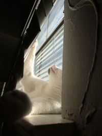 Close-up of a cat looking through window