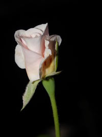 Close-up of rose against black background