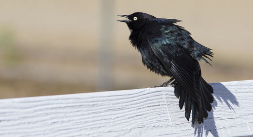 Close-up of bird perching on railing