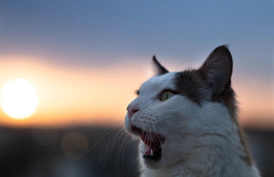 Close-up of a cat against sky during sunset