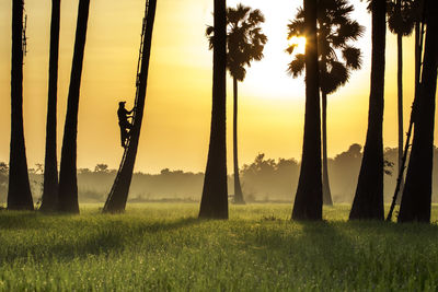 Silhouette palm trees on field against sky during sunset