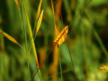 Close-up of insect on plant