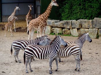 Zebras standing by tree