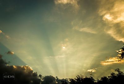 Low angle view of trees against sky