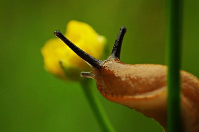 Close-up of snail on plant