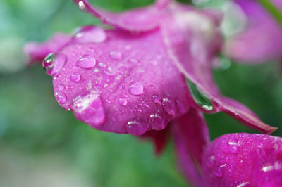 Close-up of wet pink flower blooming outdoors