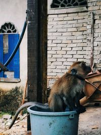 View of monkey on brick wall