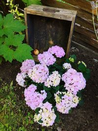 Close-up of flowers growing on plant