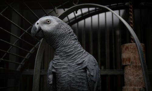 Close-up of african grey parrot in cage