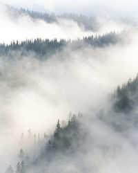 Forest layered in fog in olympic national park, washington