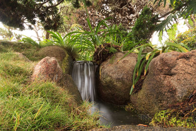 Plants growing by rocks against trees