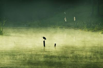 View of birds in lake