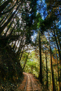 Empty road amidst trees in forest