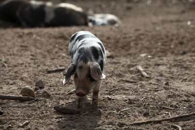 Piglet standing in a field