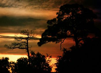 Silhouette of trees against dramatic sky