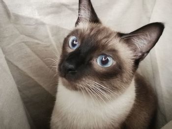 Close-up portrait of kitten sitting