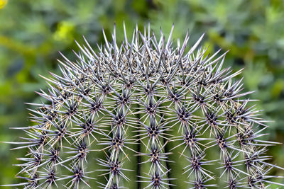 Close-up of thistle cactus