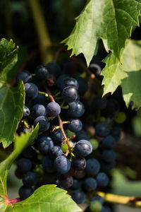 Close-up of grapes growing on plant