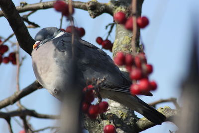 Close-up of bird perching on tree