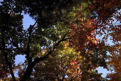 Low angle view of trees against blue sky