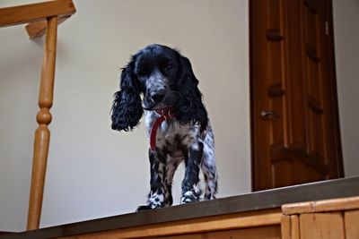 Dog looking away
