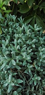 High angle view of green leaves