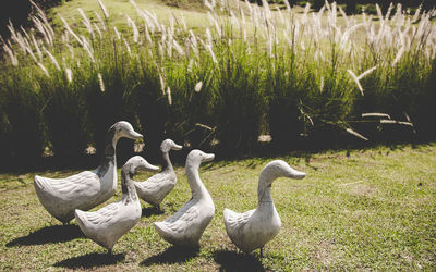Swans on field