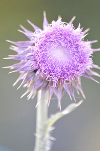 Close-up of thistle blooming outdoors