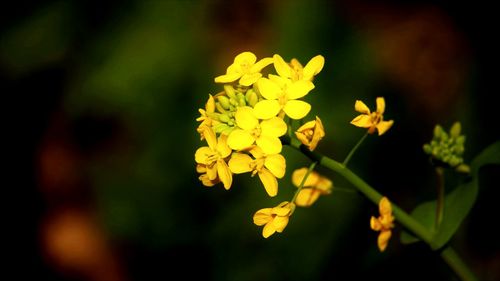 Close-up of yellow flower