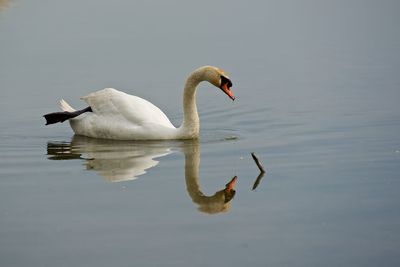 Mute swan swimming in lake